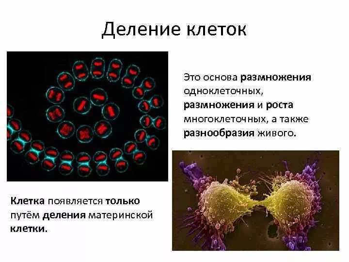 Процесс размножения клетки. Процесс развития клетки. Клетки размножаются делением. Клеточное размножение.