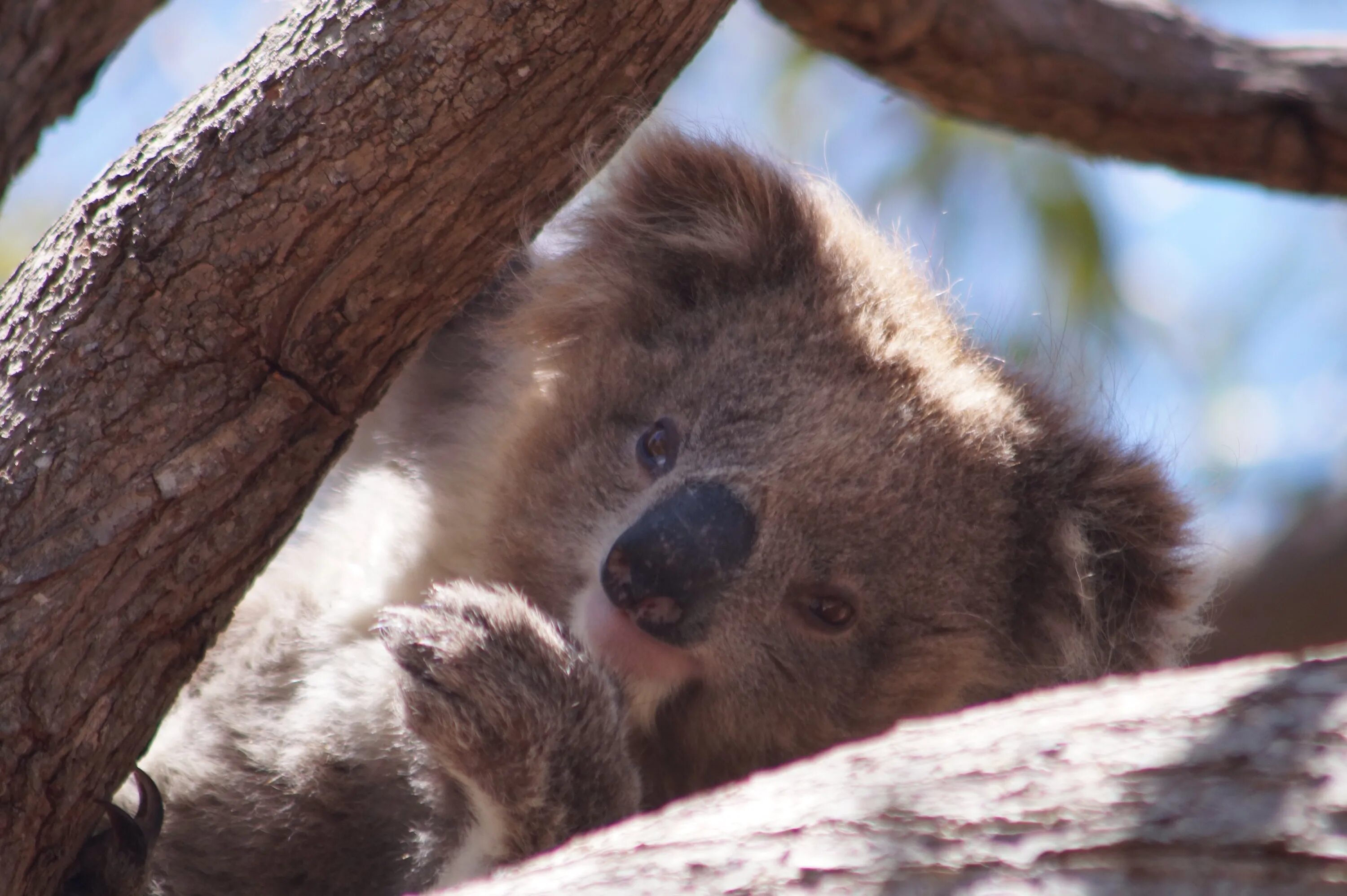 Вомбат и коала. Кенгуру коала с детенышем. Утконос и коала. Коала кенгуру Утконос.