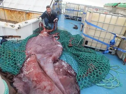 Самого большого кальмара в мире