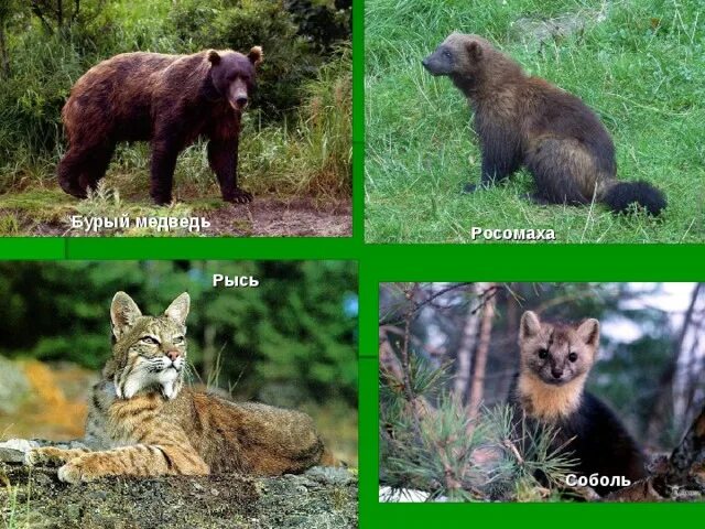 Рысь и куница. Рысь и медведь. рысь волк и медведь. медведь рысь росомаха. росомаха и медведь.