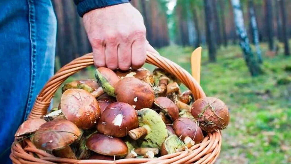 Когда идти в лес за грибами. Грибники в лесу. в лес за грибами. собирать грибы.