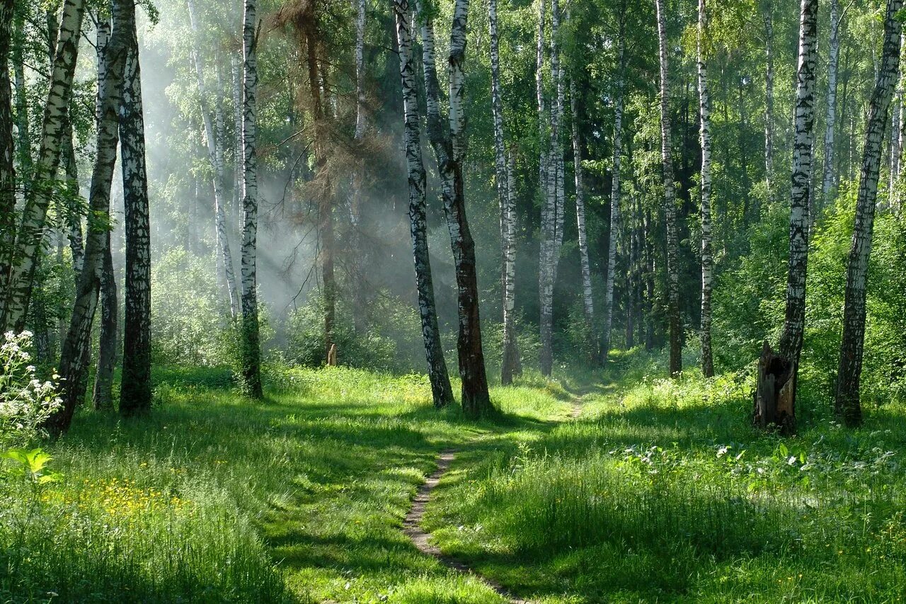 Времена года в лесу природа. Полянка в лесу. лес на руси. летний лес россии. русский лес летом.