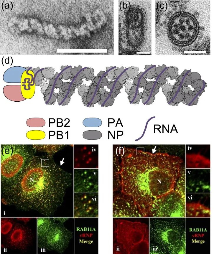 Минус рнк вирусы. RNA viruses. Геном вируса. РНК вирусы. Negative sense RNA viruses.