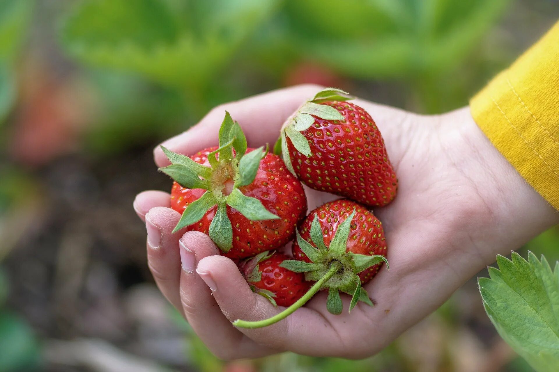 земляника садовая росинка. полна чаша клубники. задачи по генетике на неполное доминирование с решением. соплодие простые плоды сложные плоды. скрещивание земляники.