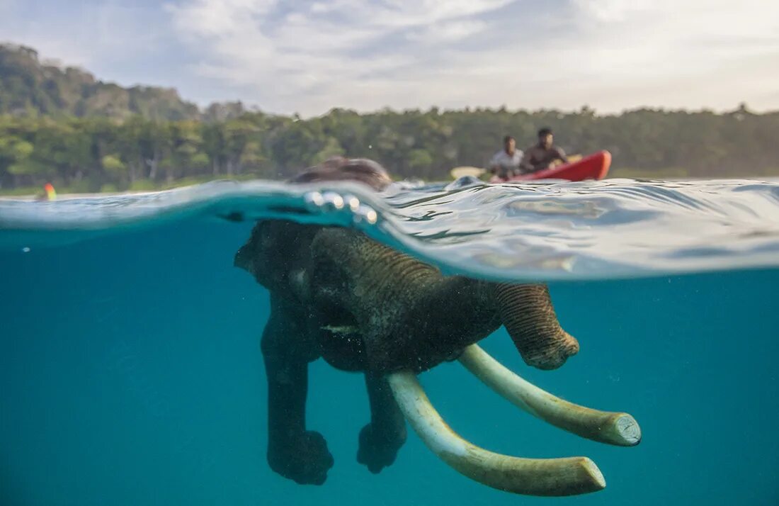 Elephant swim. Слон плывет. Слон плавает. Слоны плавают. Слон в воде.