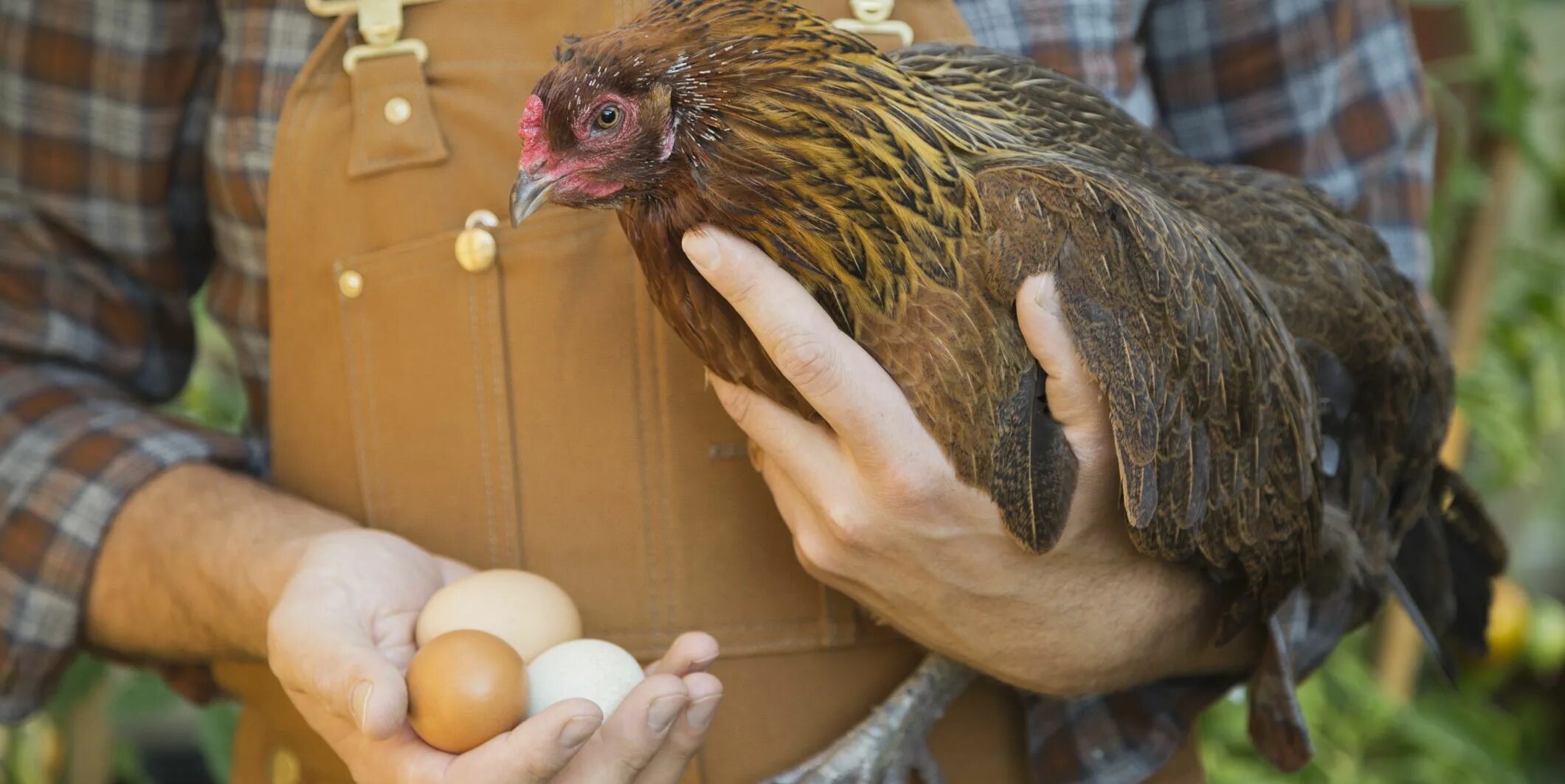 Your chickens. Курочка откладывает яйца. Курица с яйцами. Курочка с яйцами. Яичные куры.