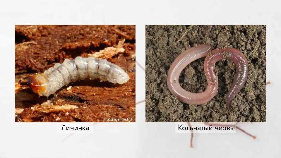 Кольчатые черви личинки. Личинки кольчатых. Кольчатые черви и моллюски. Трохофора полихет. Кольчатые черви дождевые.