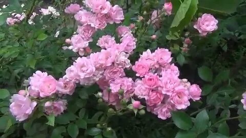 Сорта зимостойких почвопокровных роз