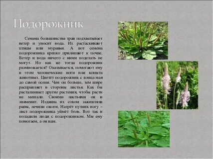 Проверить подорожник