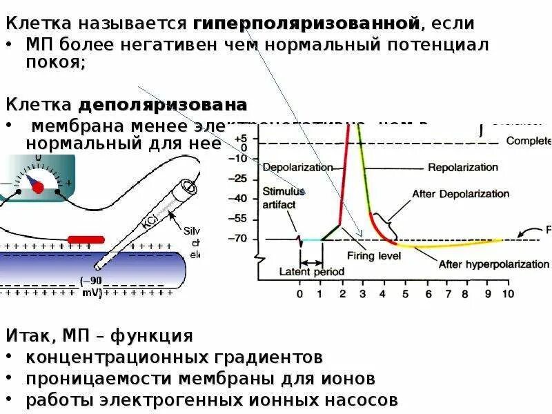 Увеличение мембранного потенциала называется. Мембранный потенциал мв. мембранный потенциал мышечной клетки. мембранный потенциал покоя. график мембранного потенциала покоя.