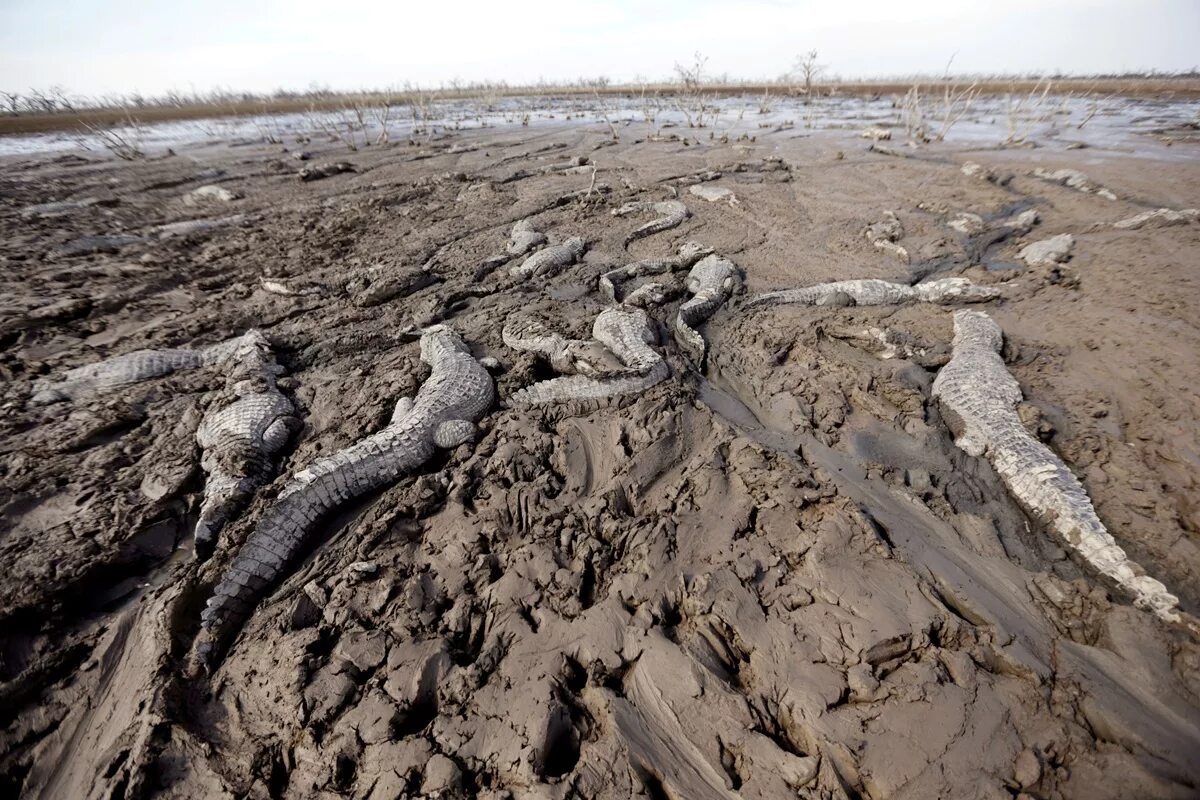 Сон высохла река. Обмеление реки нил. Сон высохла река. Исчезновение рек в китае. Сон высохла река.