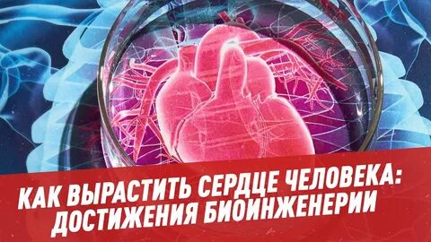 Вырасти сердце