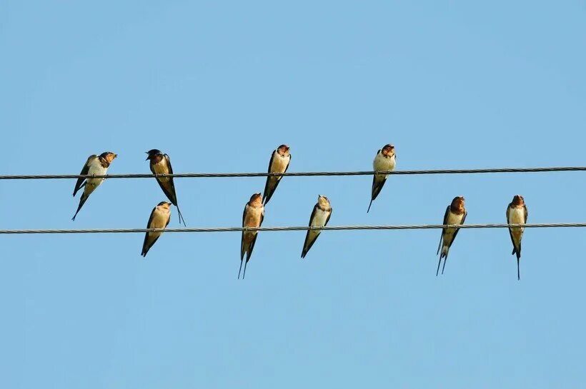 Птицы на проводах. Ласточки на проводах. Птицы сидят на проводах. Стая ласточек.