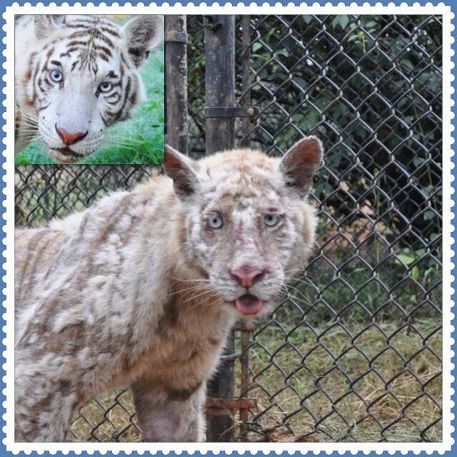 Кожа тигра полосатая. Тигр без шерсти. Лысый тигр. Тигр без шерсти. Лысый полосатый тигр.