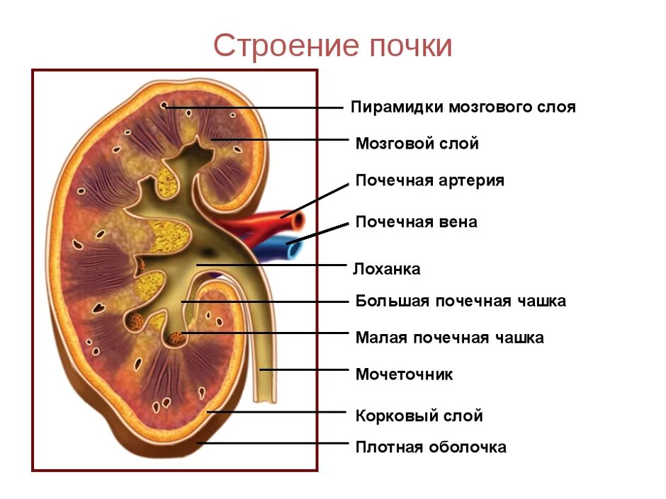На рисунке изображено строение почки. Строение почки биология 8 кл. строение паренхимы почки анатомия. строение почки рис 70. строение почки в разрезе анатомия.