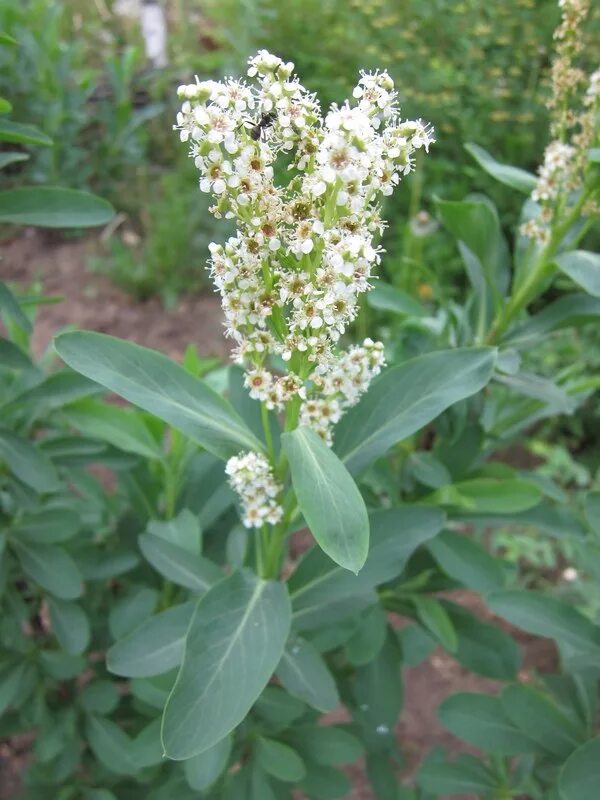 Сибирка алтайская. Сибирка (растение). Сибирка алтайская кустарник. Sibiraea laevigata. Sibiraea laevigata.