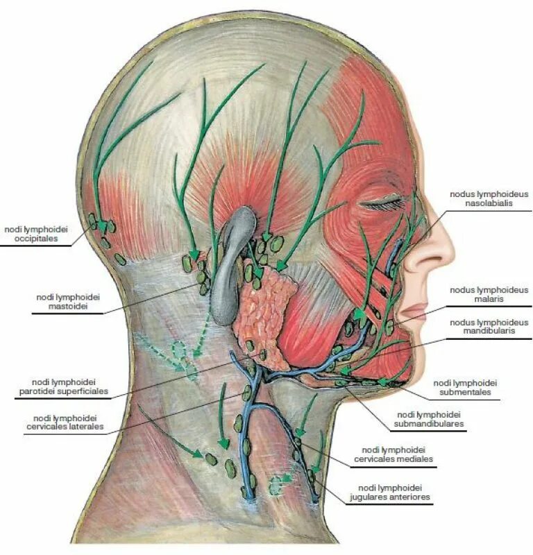 Есть ли лимфоузлы. Лимфатические узлы шеи анатомия. Лимфатическая система головы и шеи схема. Лимфатические сосуды головы. Лимфатическая система лица анатомия.