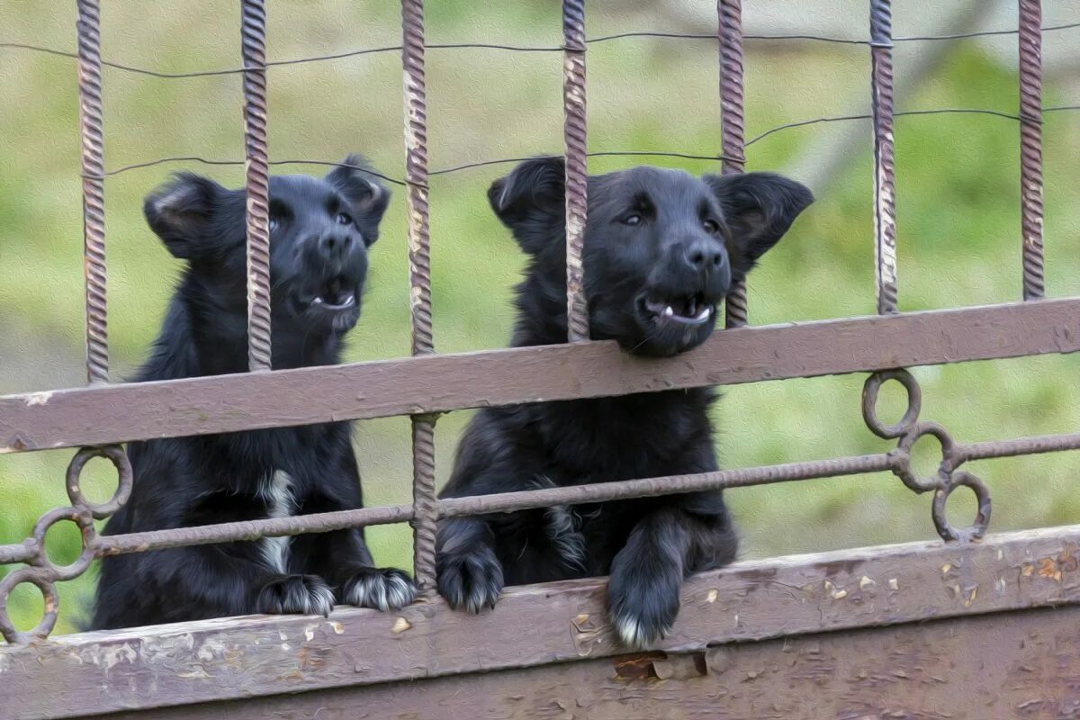 Собака залаяла за калиткой кто то стоял. Собаки лают через забор. Прикольные надписи на заборе. Собака за воротами. Собака залаяла за калиткой кто то стоял.