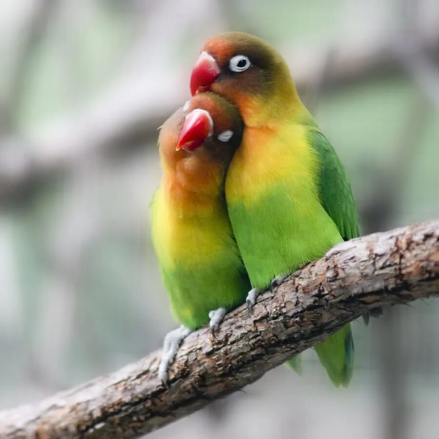 I love birds. Неразлучники попугаи. Краснолицый неразлучник. Попугай неразлучник Фишера. Попугаи неразлучники персиковые.