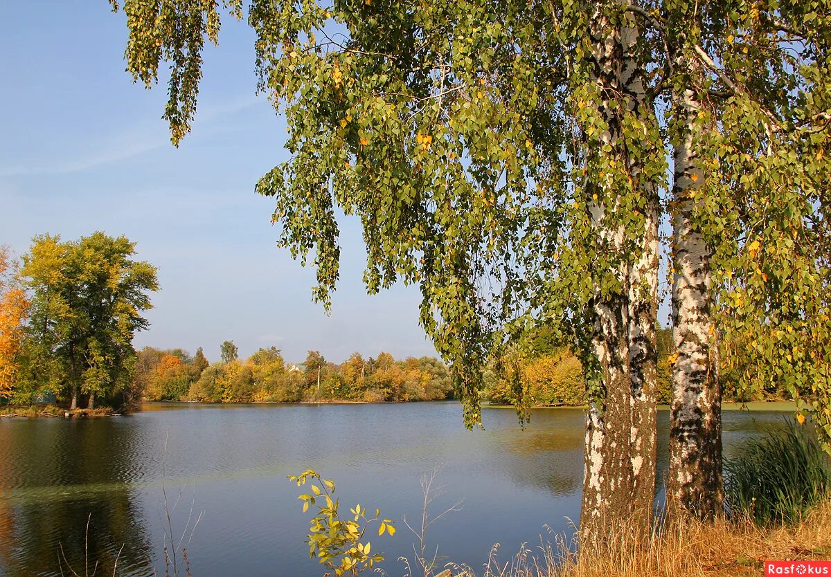 фото две березы. две березы. две березки. степь с березами. березовая роща таруса.