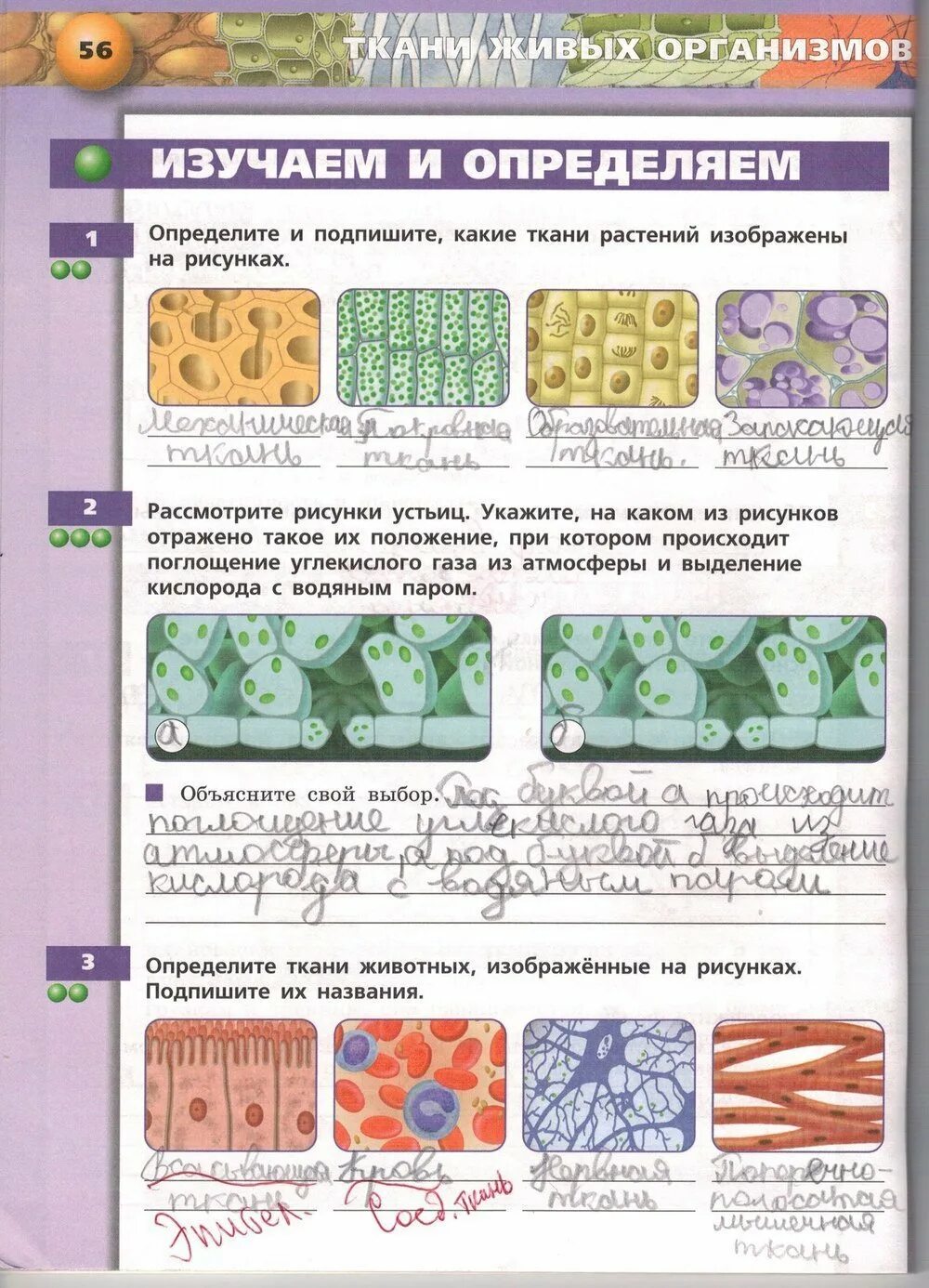 Определите тип ткани изображенной на рисунке. Биология 5 класс ткани животных и ткани растений. ткани живых организмов 5 класс биология. ткани растений 5 класс биология рабочая тетрадь. биология 5 кл ткани.