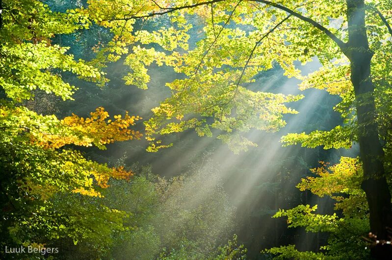 Листва освещенная солнцем. Утро в осеннем лесу. Солнечные лучи. Листва освещенная солнцем. Солнце сквозь лес.