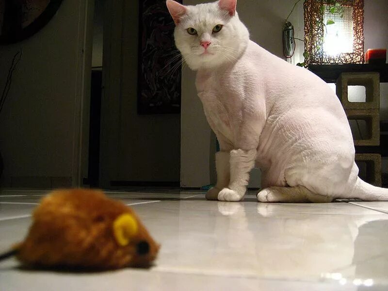 Пухленькая бритая. Толстый бритый кот. Толстый стриженный кот. Побритый кот. Постриженная толстая кошка.