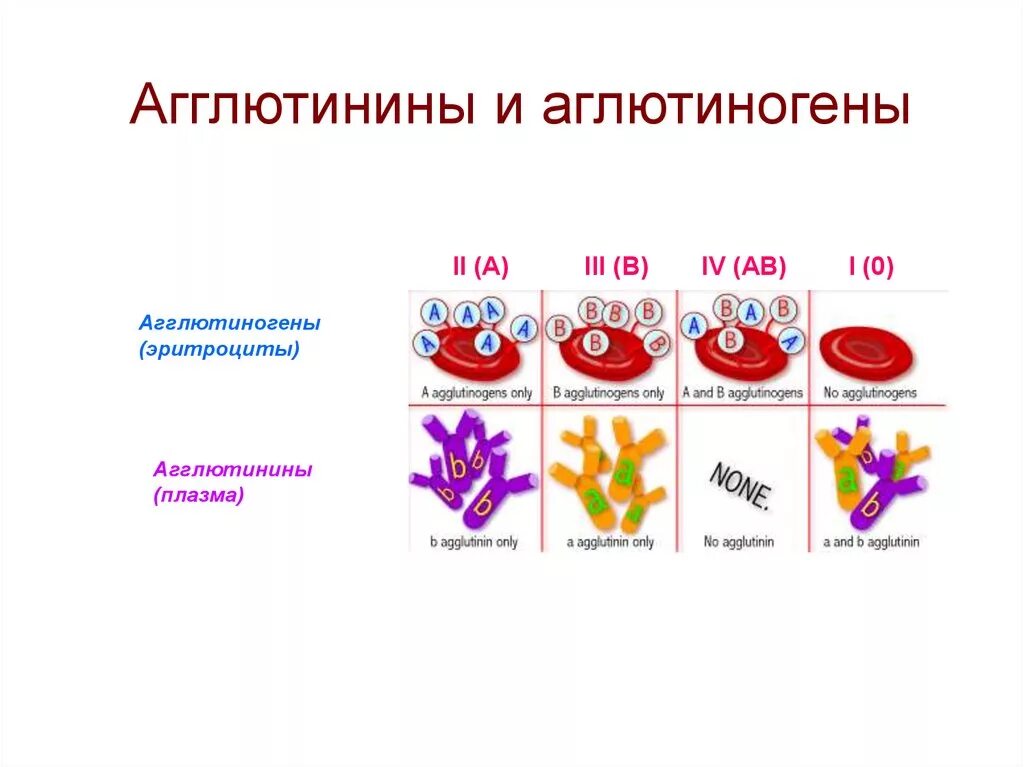 Агглютиногены это. Агглютиногены на мембране эритроцитов. агглютинины и агглютиногены таблица. кровь человека агглютинины. содержится агглютиноген в а в плазме агглютинин альфа.