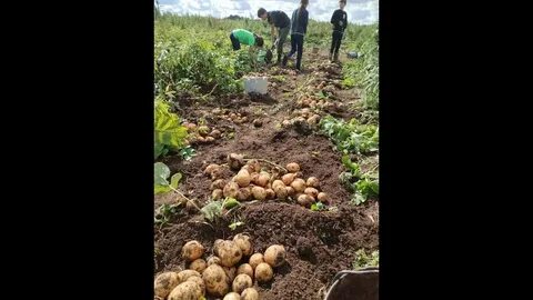 Сотка под картофель