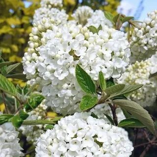 Калина эскимо