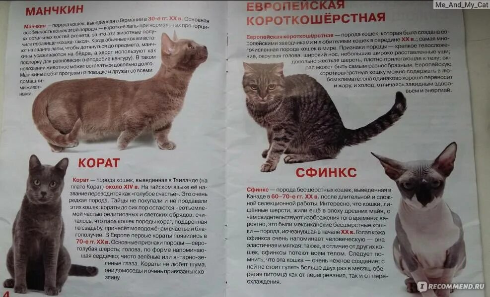 Европейская короткошёрстная кошка описание породы. Европейская короткошёрстная кошка описание. Европейская кошка короткошерстная характер. Европейская порода кошек описание. Европейская кошка короткошерстная характер.