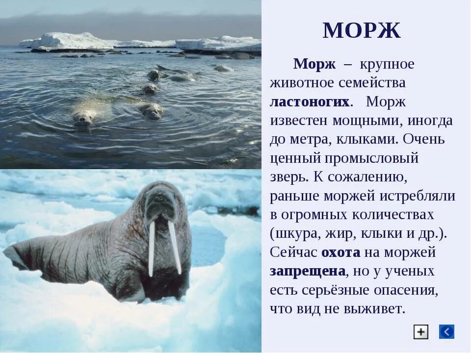 Сообщение о Морже 4 класс окружающий мир. Морж краткое описание. Доклад про моржа. Информация о Морже.