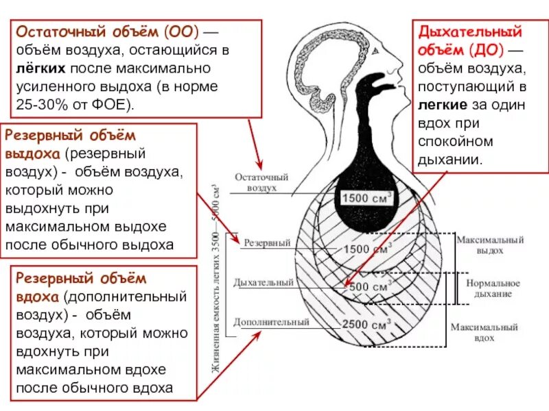 Показатели внешнего дыхания легочные объемы. Емкость максимального выдоха норма. Максимальный выдох после максимального вдоха. Объем максимального выдоха после максимального вдоха называется. Максимальный выдох после максимального вдоха.