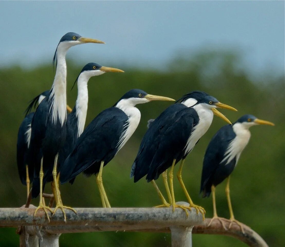 Какие именно птицы. Сорочья цапля. Черношейная цапля Ardea melanocephala. Серая цапля. Egretta picata.