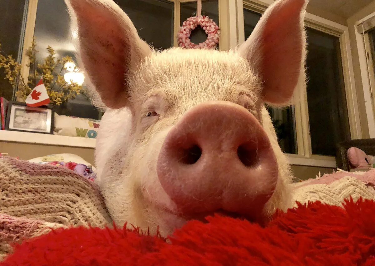 Свинка присцилла. Сколько лет хрюше. Свинки минипиг милые. Морская свинка и минипиг. Сколько лет хрюше.