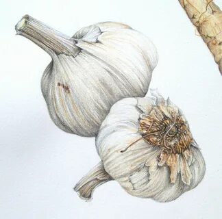 Рисунок чеснока