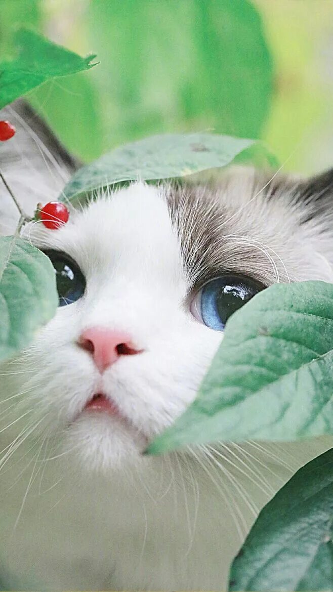 Добрый котик картинки. Милые коты. Добрая кошка. Утренний котик. Милый котик.