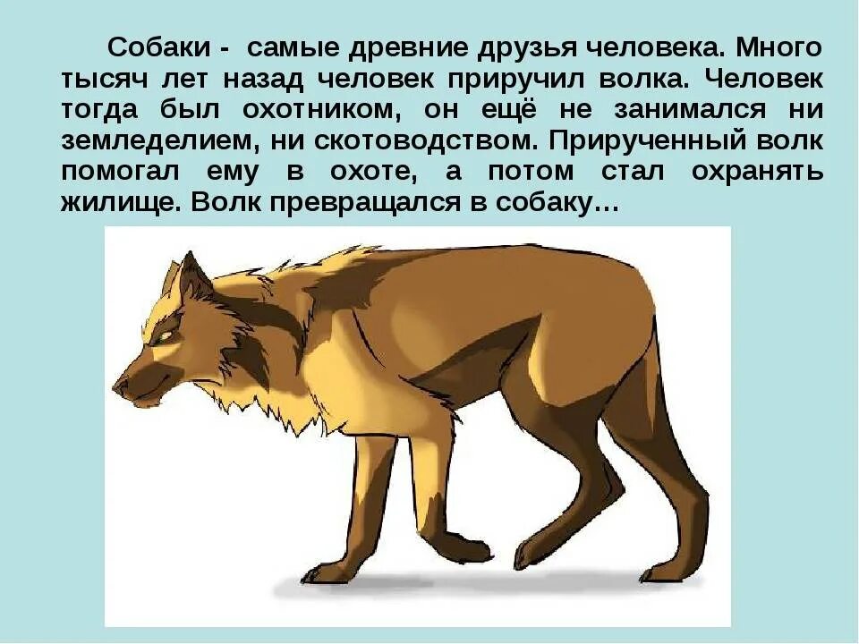 Приручение волка человеком. Как человек приручил собаку. Как человек приручил волка. Первая собака которую приручил человек. Сочинение почему собаку считают другом человека