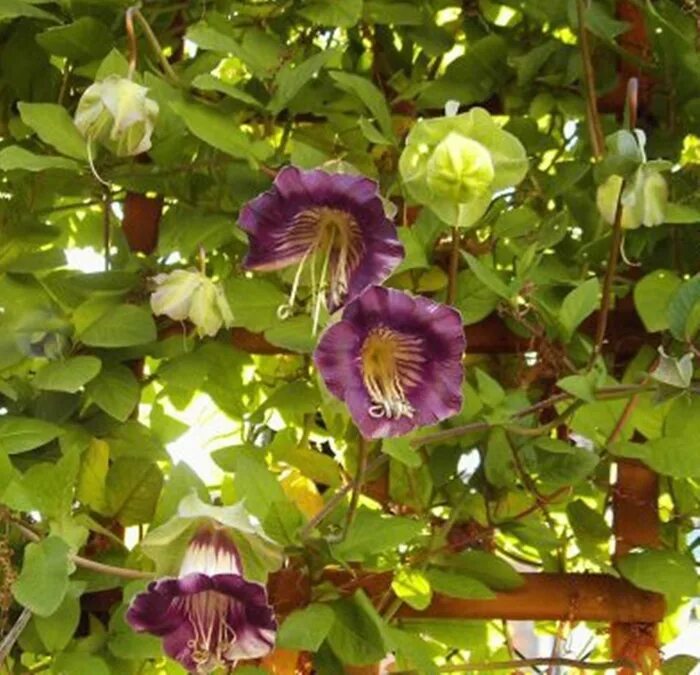 Кобея фото уход. Кобея фото уход. Кобея (cobaea scandens):. Растение кобея лазающая. Цветок кобея лазающая.