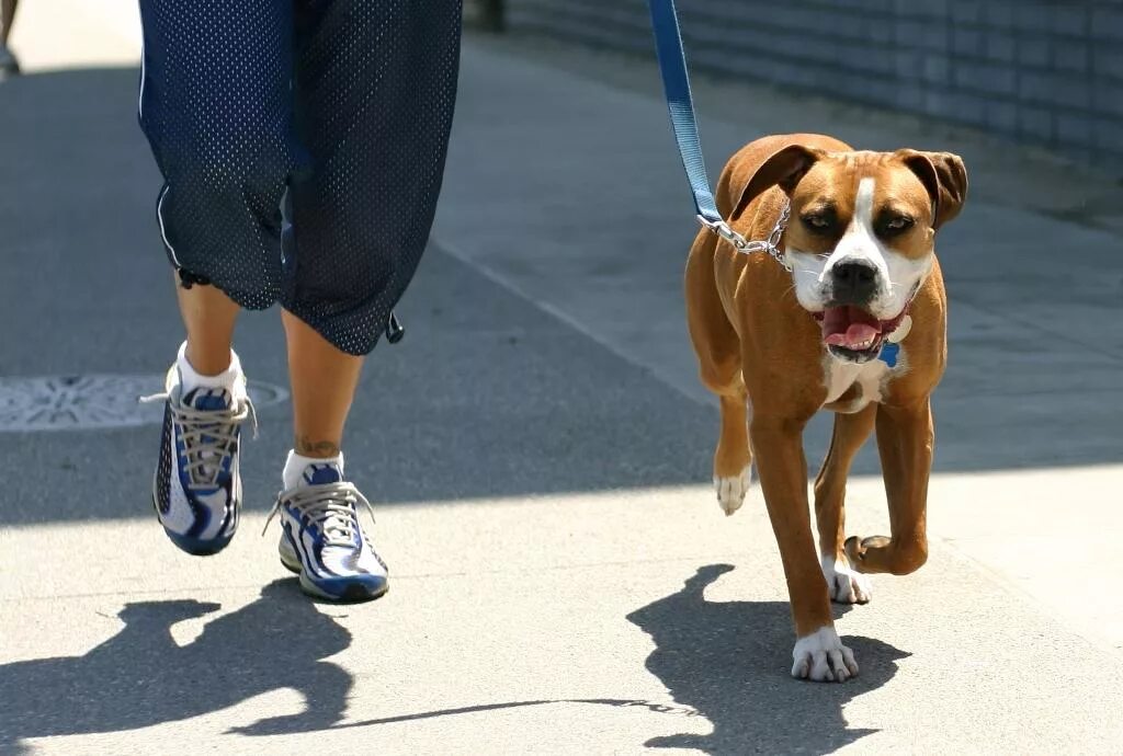Собака идем гулять. Собака идем гулять. Собака идем гулять. Гулять с собакой. Собака идем гулять.
