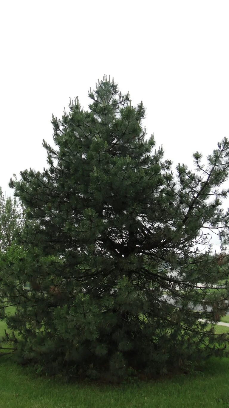 Pinus nigra Oregon Green. Сосна черная Oregon Green. Сосна черная Орегон Грис. Сосна черная (сорт 'Oregon Green').