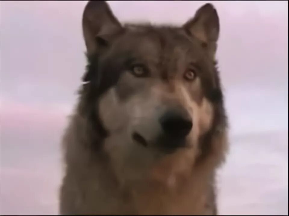 Собака боится гулять в темноте. Волчий вой да лай собак цой. Волк цой. Хаски лает. Волчий вой цой.