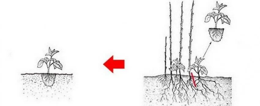 Схема посадки ремонтантной малины. Ремонтантная малина корневые отпрыски. Посадка ремонтантной малины. Посадка малины глубина посадки. Корни ремонтантной малины