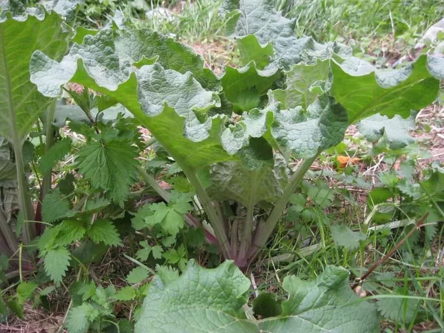 Собирать лопух. Трава лопух. Куст лопуха. Лопух сорняк. Лопух Сибирский.