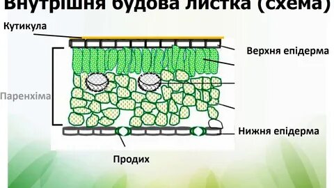 Характеристика ткани листа