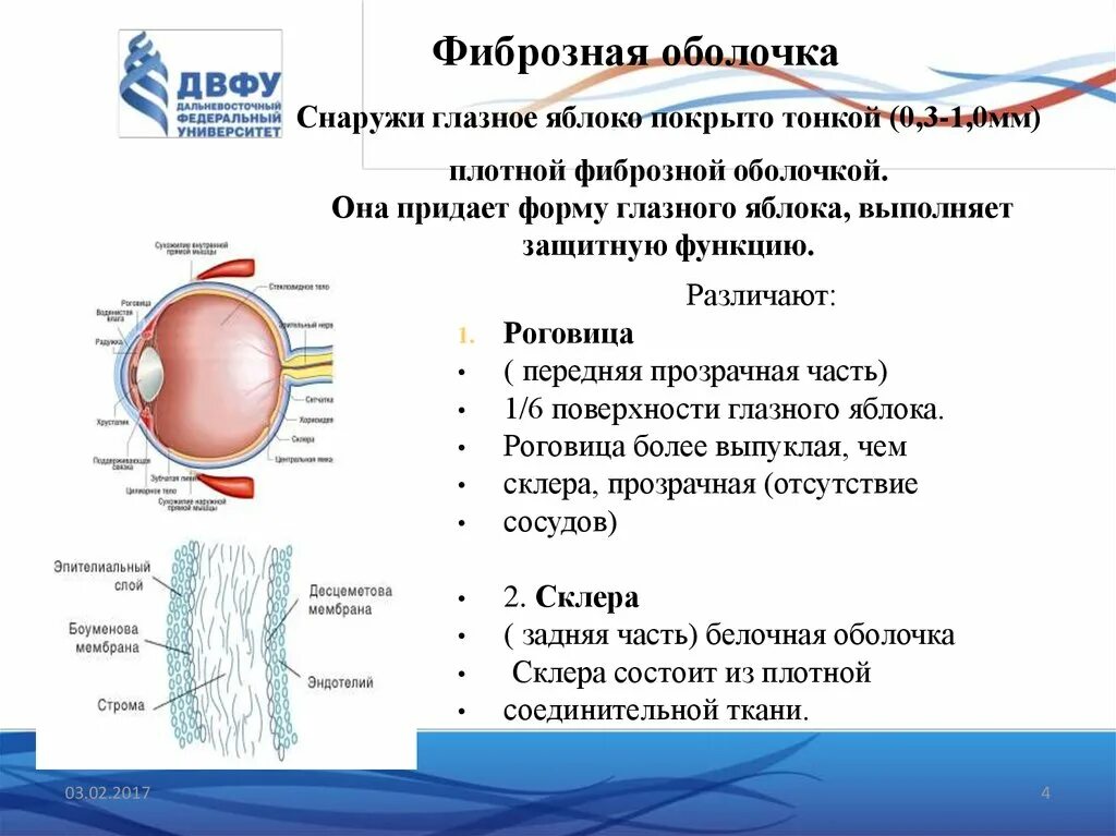 Как называется прозрачная часть белочной оболочки глаза. Фиброзная белочная склера оболочка строение. Фиброзная оболочка глаза строение и функции. Части фиброзной оболочки глазного яблока. Оболочка покрывающая снаружи глазное яблоко.