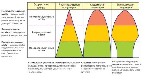 Виды возрастных структур