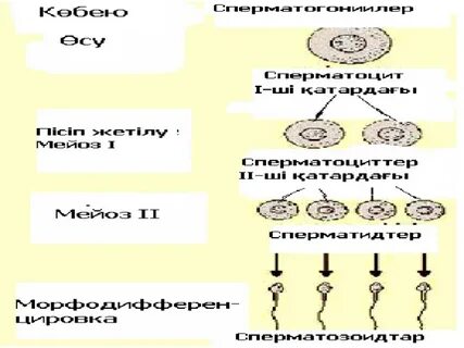 Ойыншықтармен ең терең анальный секс