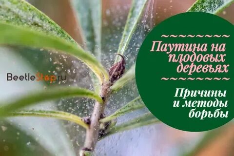 Почему на розах паутина