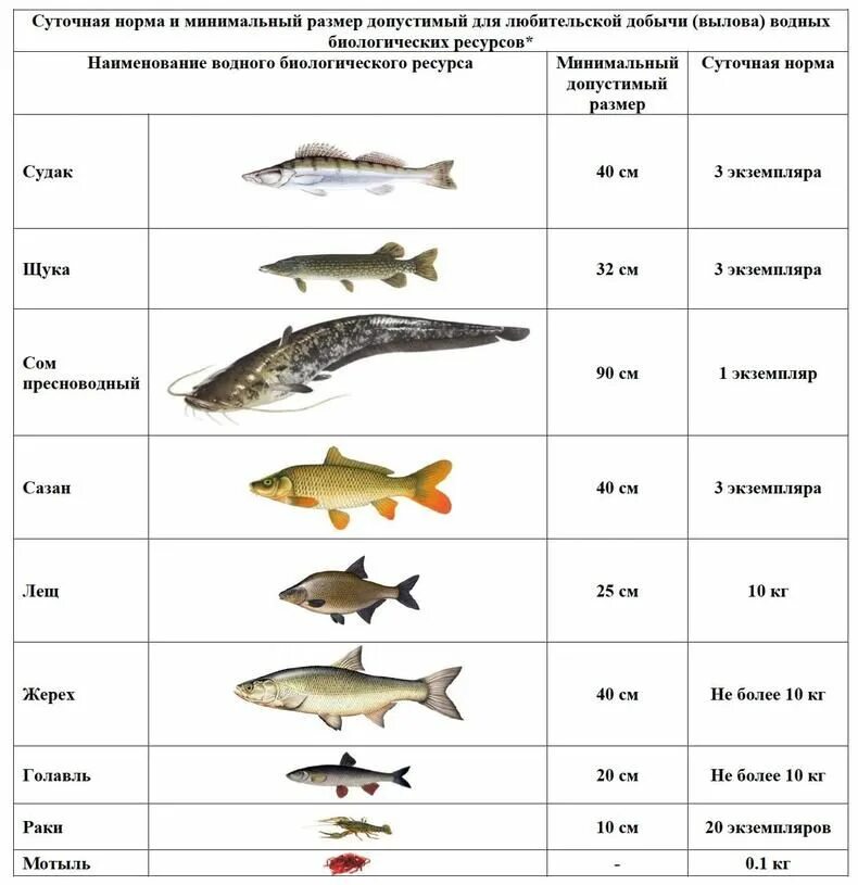 Норма ловли. Разрешенный размер судака. Таблица размеров допустимый пойманной рыбы. Разрешённый размер рыбы для вылова в Московской области 2021. Размер судака разрешенный к вылову.